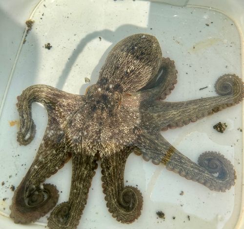 タコの釣果