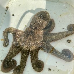 タコ