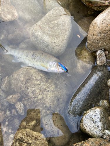 アマゴの釣果