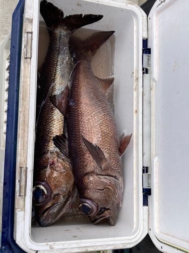クロムツの釣果