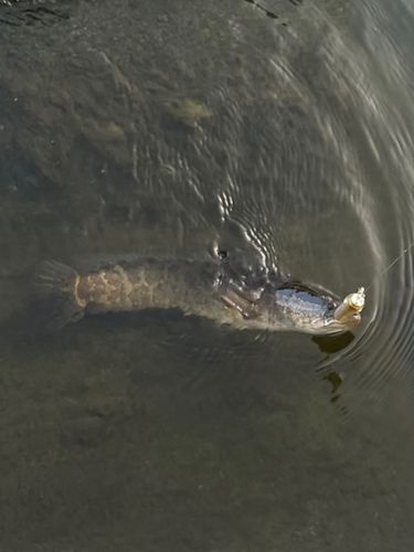 ライギョの釣果