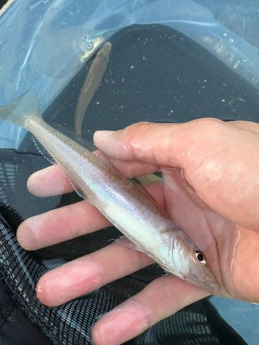 キスの釣果