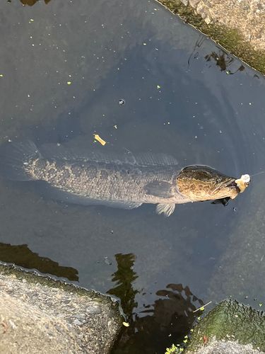 ライギョの釣果
