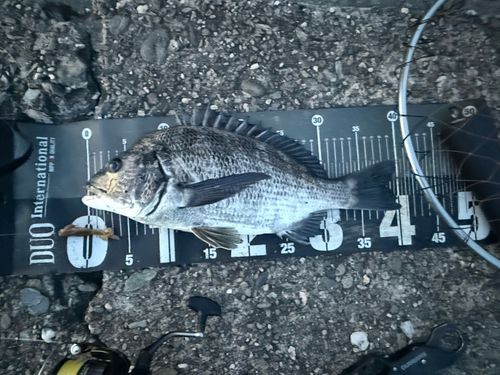 チヌの釣果