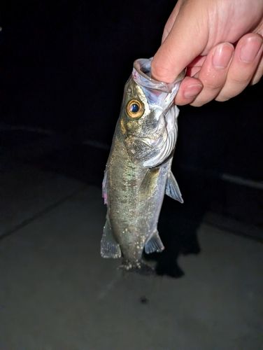 セイゴ（マルスズキ）の釣果
