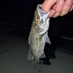 セイゴ（マルスズキ）