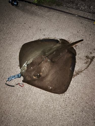 エイの釣果
