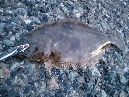 ヒラメの釣果