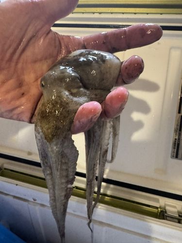 タコの釣果