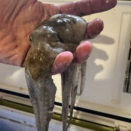 タコ