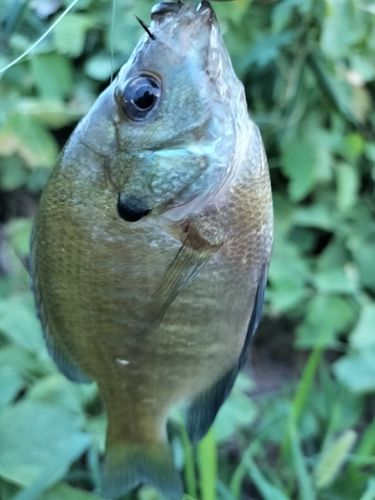 ブルーギルの釣果