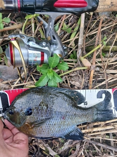 ブルーギルの釣果