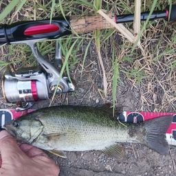 スモールマウスバス