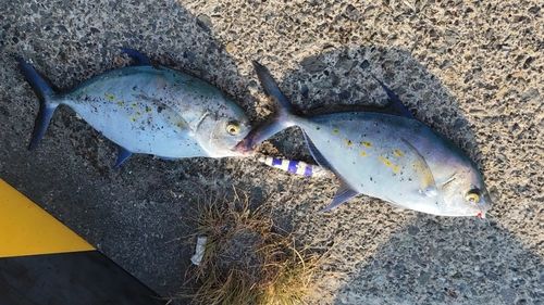 ナンヨウカイワリの釣果