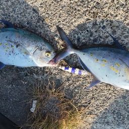 ナンヨウカイワリ