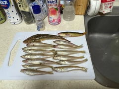 キスの釣果
