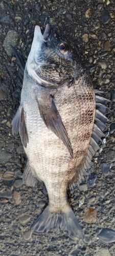 クロダイの釣果