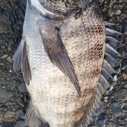 クロダイ
