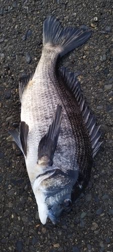 クロダイの釣果