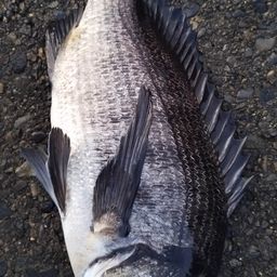 クロダイ