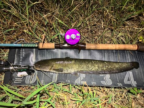 ナマズの釣果