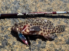 カンモンハタの釣果