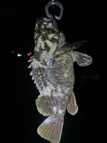 オウゴンムラソイの釣果