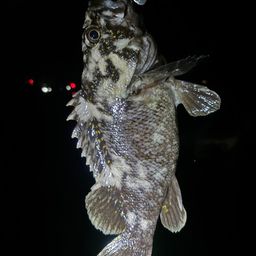 オウゴンムラソイ