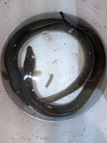 ニホンウナギの釣果