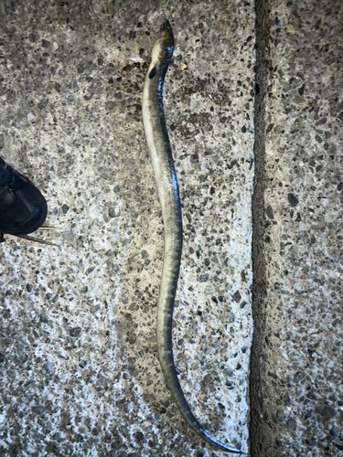 ホタテウミヘビの釣果