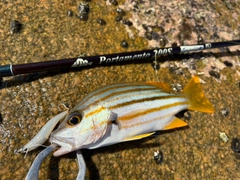 ヨコシマフエフキの釣果