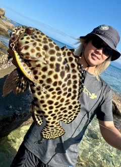 カンモンハタの釣果