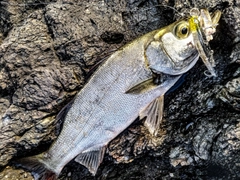 ヒラスズキの釣果