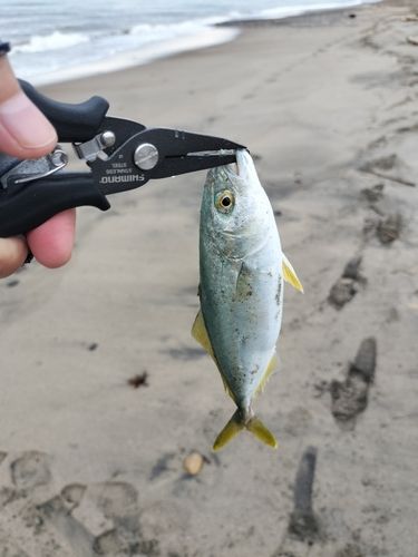ワカシの釣果