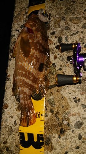 キジハタの釣果