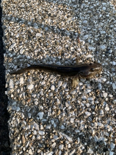 ウロハゼの釣果