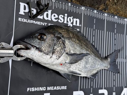 チヌの釣果