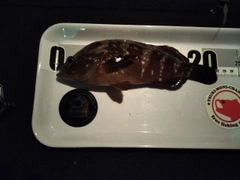キジハタの釣果