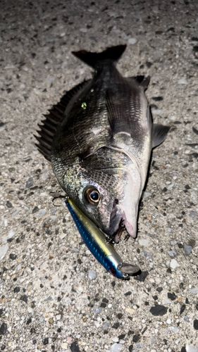 チヌの釣果