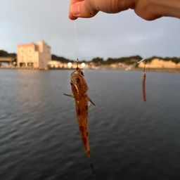 ハゼ