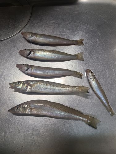 シロギスの釣果