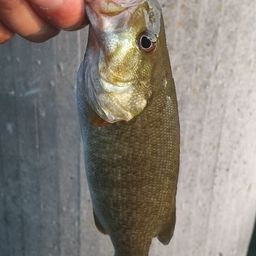 スモールマウスバス