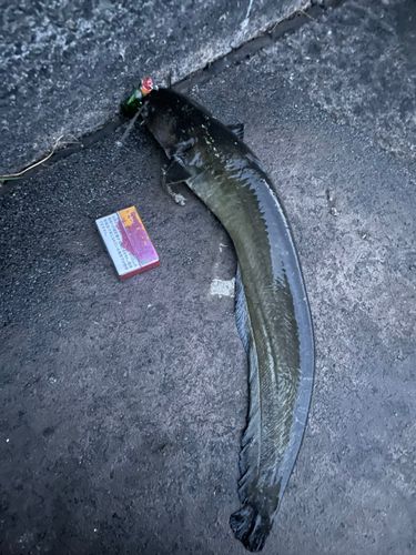 ナマズの釣果