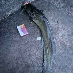 ナマズ