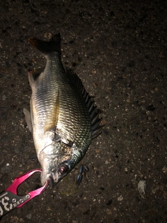 キビレの釣果