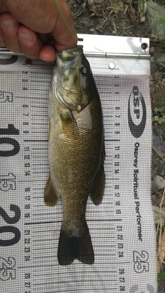 スモールマウスバスの釣果