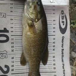 スモールマウスバス