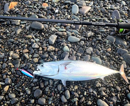 マルソウダの釣果