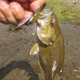 スモールマウスバス