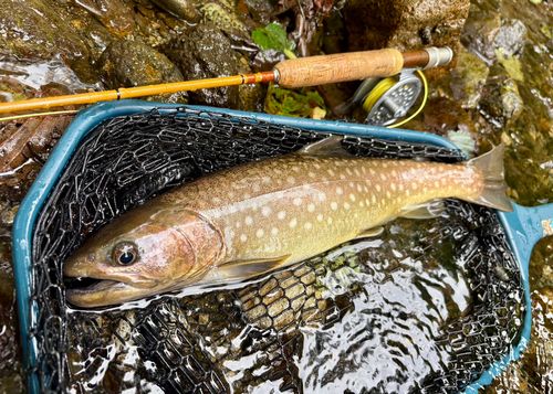 エゾイワナの釣果